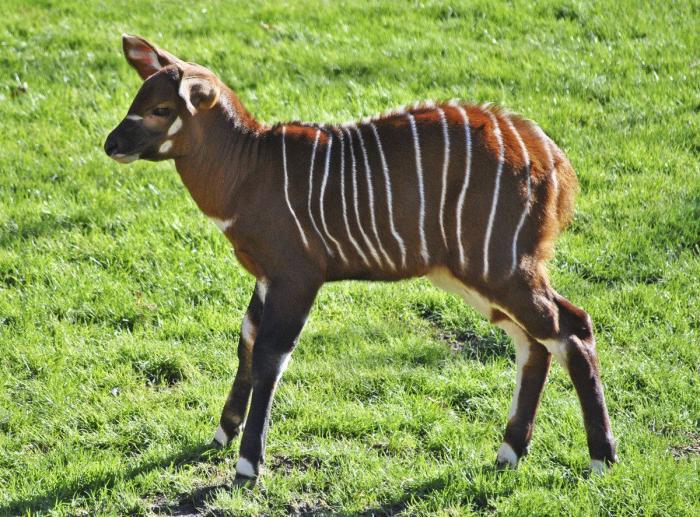 El primer bongo de Bioparc Valencia (FOTOS)