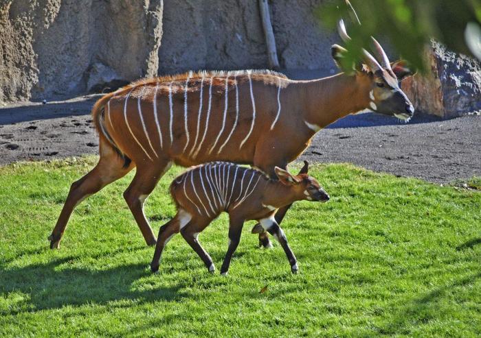 El primer bongo de Bioparc Valencia (FOTOS)