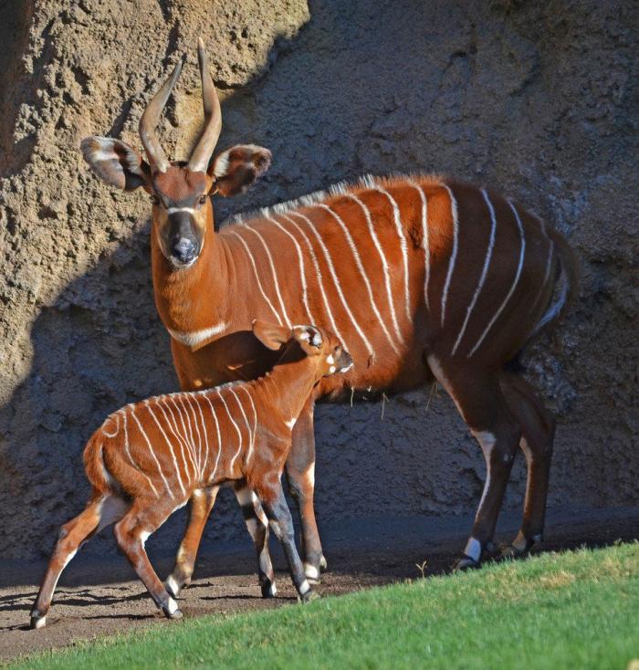 El primer bongo de Bioparc Valencia (FOTOS)
