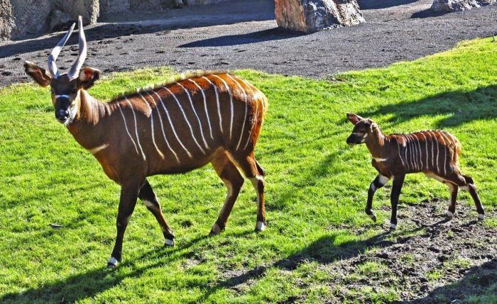El primer bongo de Bioparc Valencia (FOTOS)