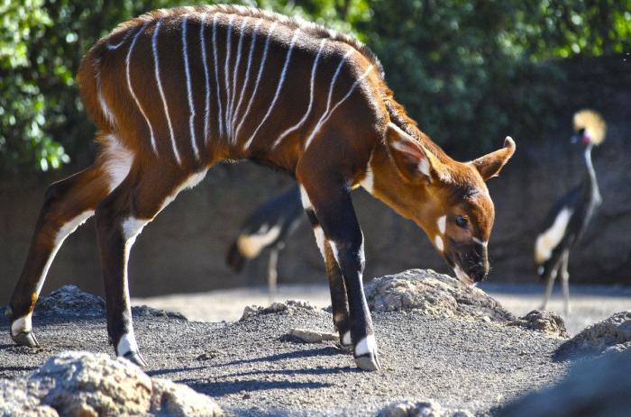 El primer bongo de Bioparc Valencia (FOTOS)