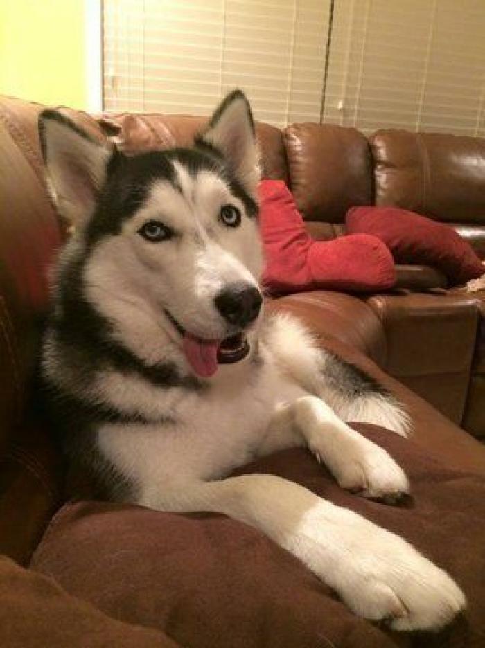 Cuántas veces al día tengo que sacar de paseo al perro