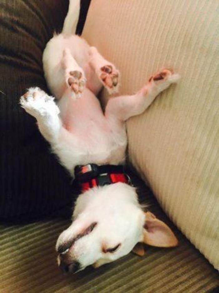 Cuántas veces al día tengo que sacar de paseo al perro