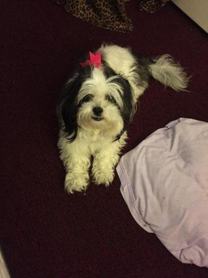 Cuántas veces al día tengo que sacar de paseo al perro