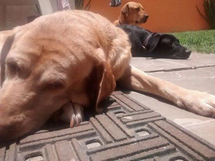 Cuántas veces al día tengo que sacar de paseo al perro