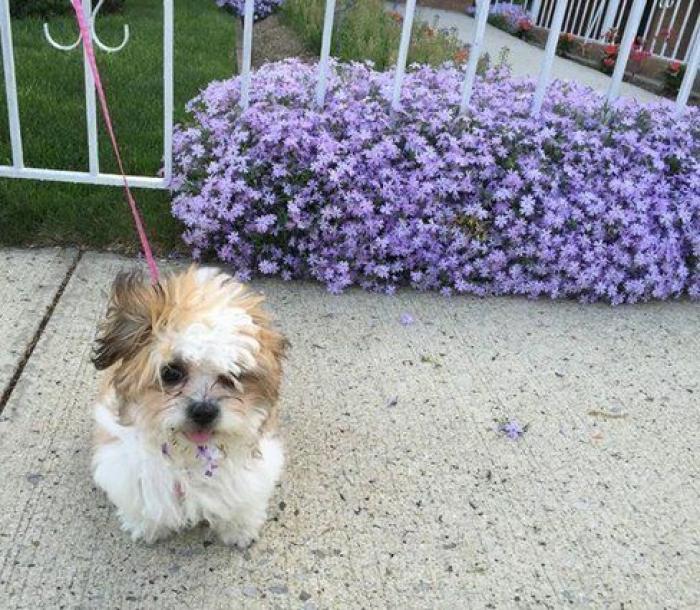 Cuántas veces al día tengo que sacar de paseo al perro