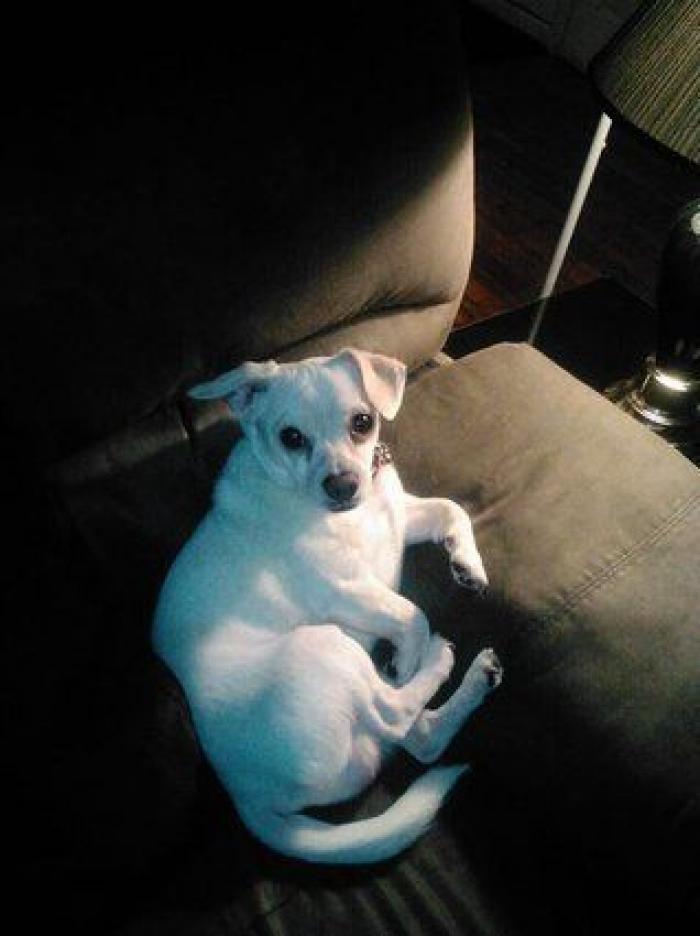 Cuántas veces al día tengo que sacar de paseo al perro