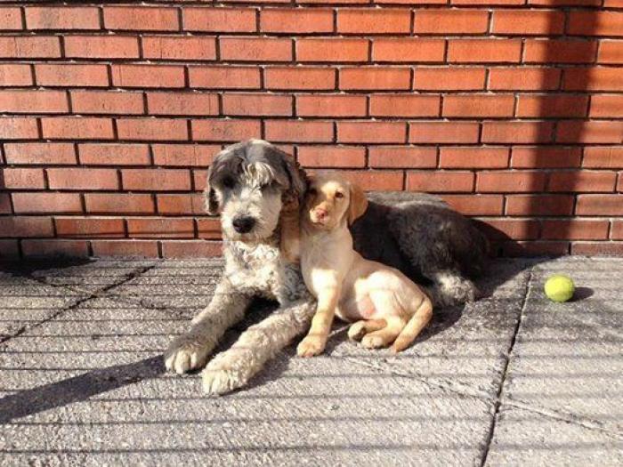 Cuántas veces al día tengo que sacar de paseo al perro