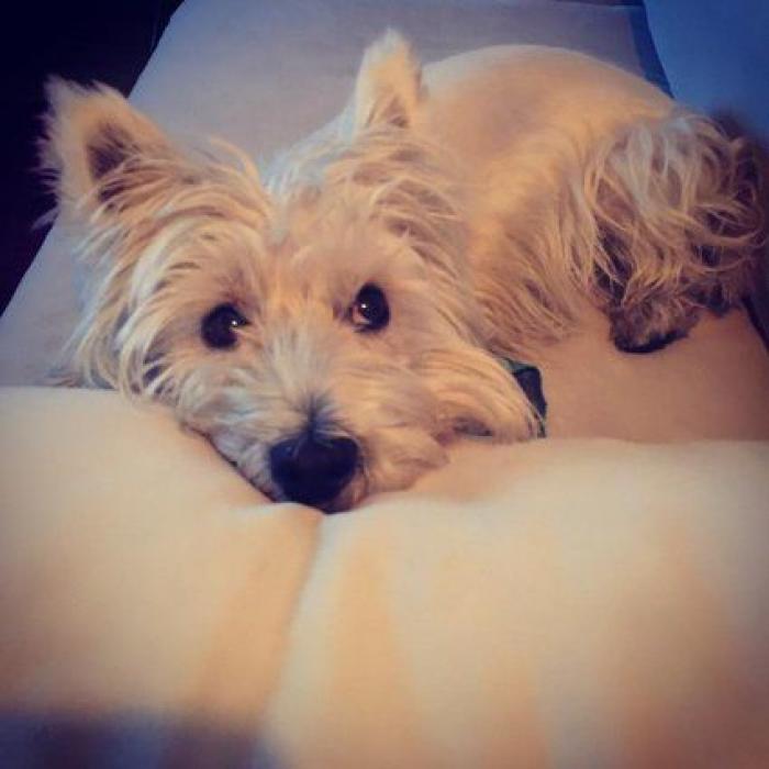 Cuántas veces al día tengo que sacar de paseo al perro