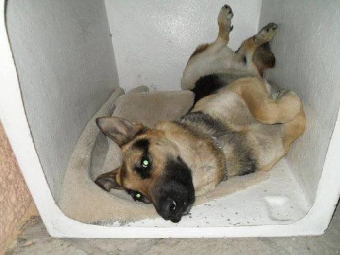 Cuántas veces al día tengo que sacar de paseo al perro