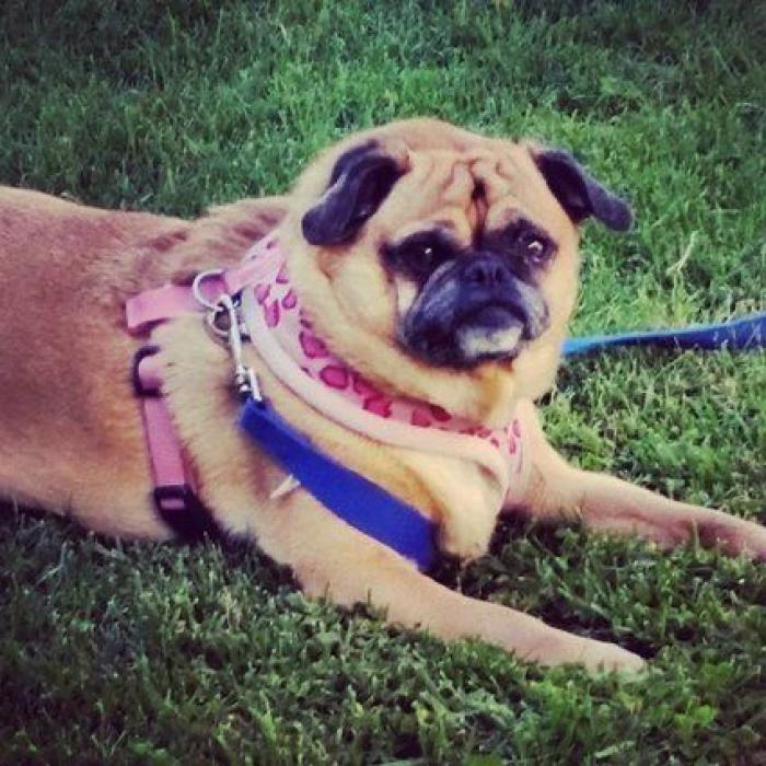 Cuántas veces al día tengo que sacar de paseo al perro