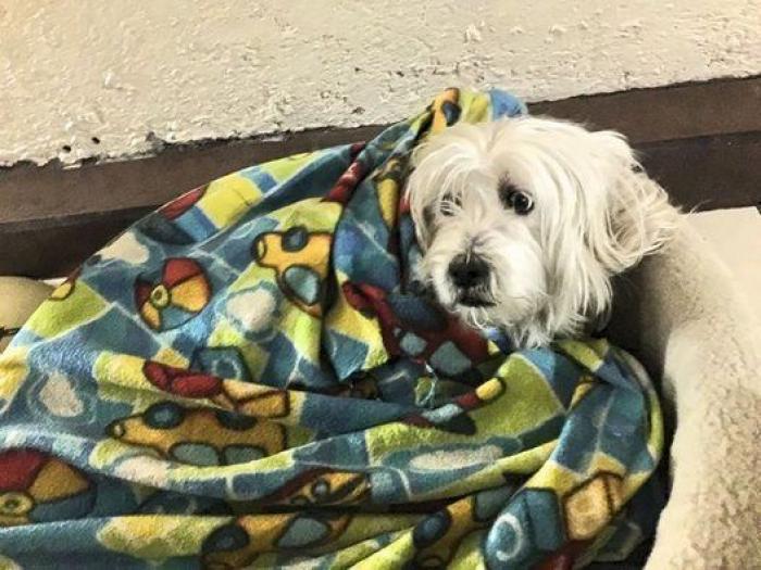 Cuántas veces al día tengo que sacar de paseo al perro