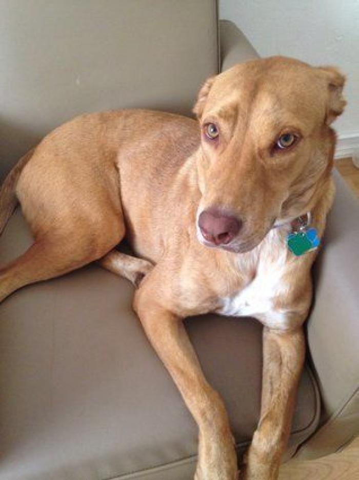 Cuántas veces al día tengo que sacar de paseo al perro