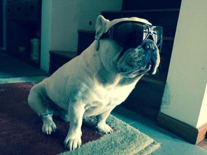 Cuántas veces al día tengo que sacar de paseo al perro