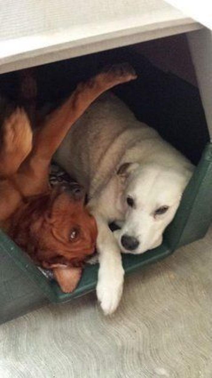 Cuántas veces al día tengo que sacar de paseo al perro