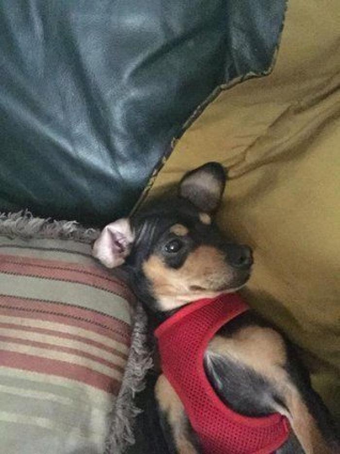 Cuántas veces al día tengo que sacar de paseo al perro