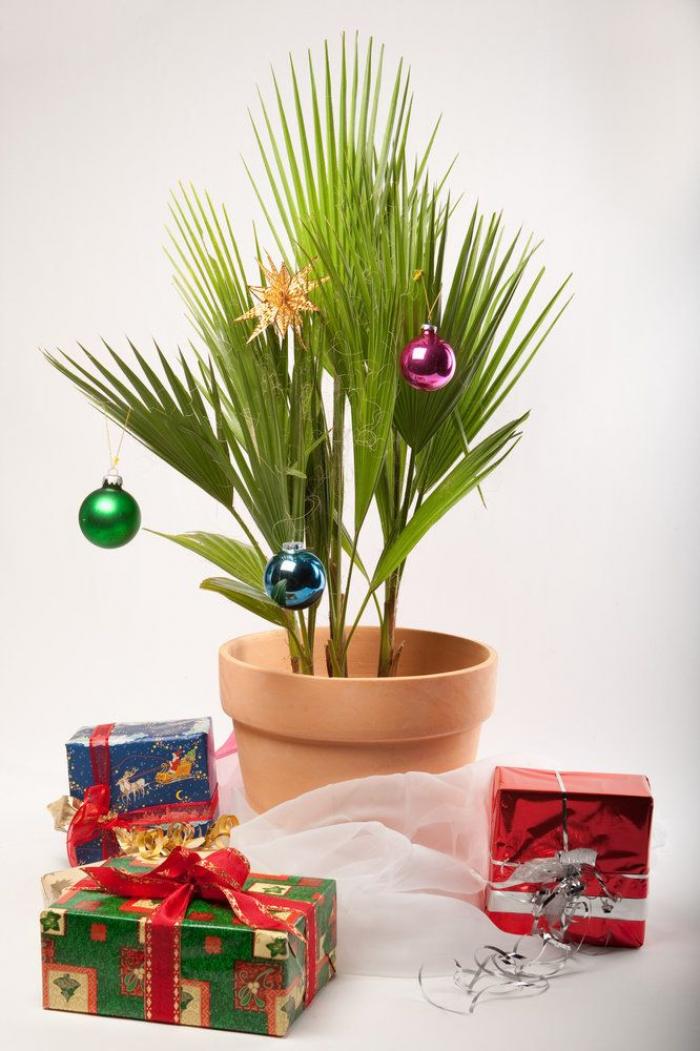 Árbol de Navidad: el dilema de todos los años (FOTOS)