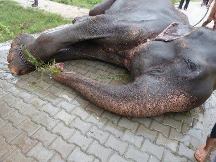 El elefante Raju llora tras ser rescatado después de 50 años de abusos y cadenas (VÍDEO, FOTOS)