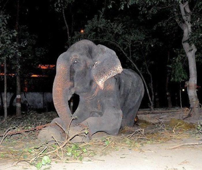 El elefante Raju llora tras ser rescatado después de 50 años de abusos y cadenas (VÍDEO, FOTOS)