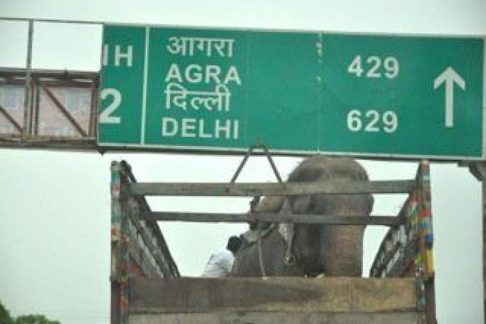 El elefante Raju llora tras ser rescatado después de 50 años de abusos y cadenas (VÍDEO, FOTOS)