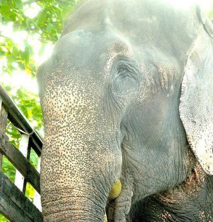 El elefante Raju llora tras ser rescatado después de 50 años de abusos y cadenas (VÍDEO, FOTOS)