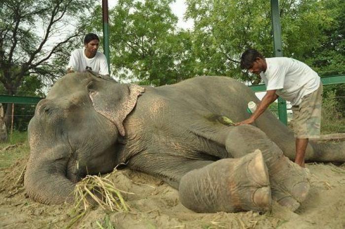 El elefante Raju llora tras ser rescatado después de 50 años de abusos y cadenas (VÍDEO, FOTOS)