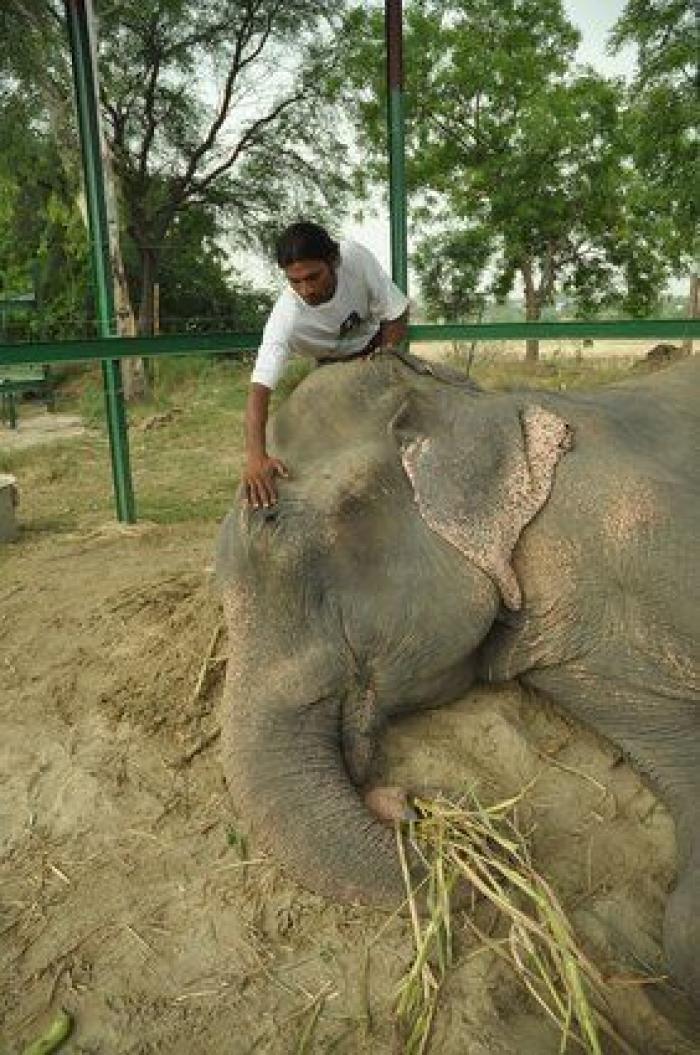 El elefante Raju llora tras ser rescatado después de 50 años de abusos y cadenas (VÍDEO, FOTOS)