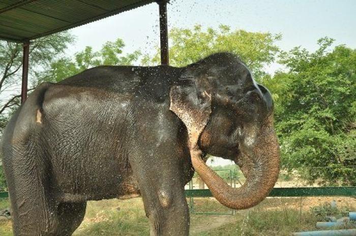 El elefante Raju llora tras ser rescatado después de 50 años de abusos y cadenas (VÍDEO, FOTOS)