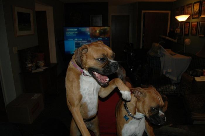 Dani Rovira remueve conciencias con las imágenes de su perro temblando por culpa de los petardos