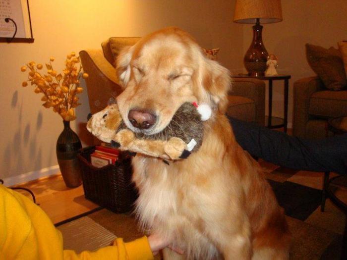 Dani Rovira remueve conciencias con las imágenes de su perro temblando por culpa de los petardos