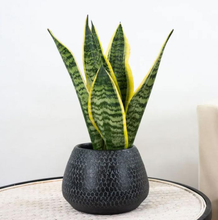 Nueve plantas que ayudan a dormir mejor