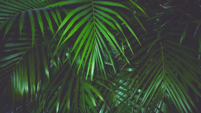 Nueve plantas que ayudan a dormir mejor