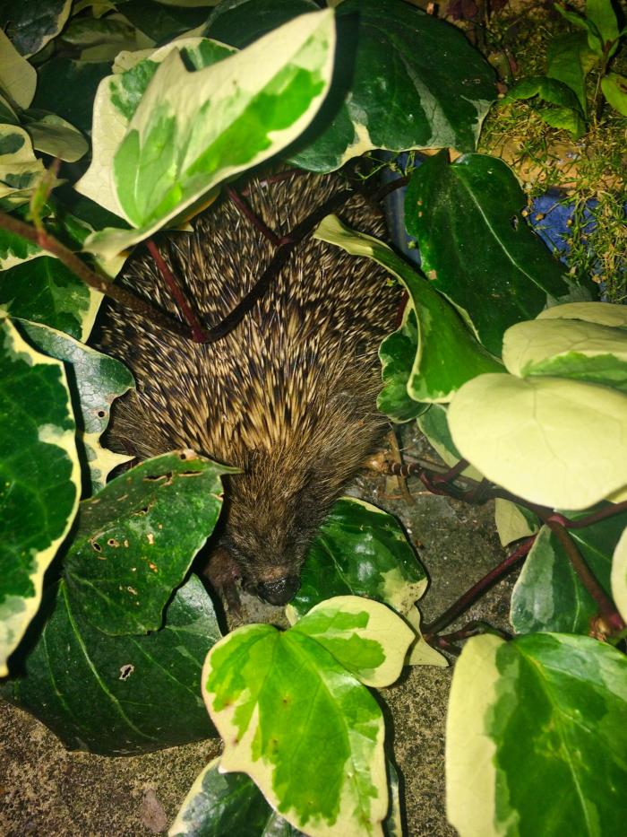 Nueve plantas que ayudan a dormir mejor