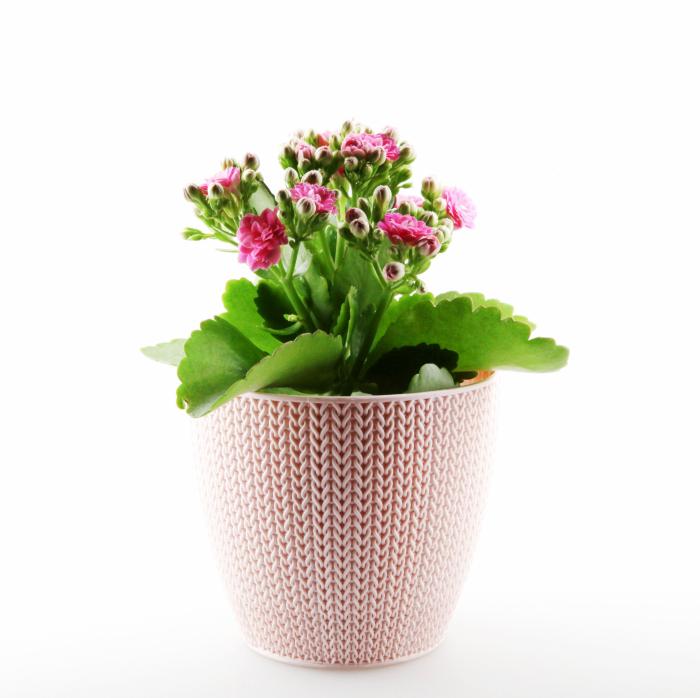 Todas estas plantas son tóxicas para perros