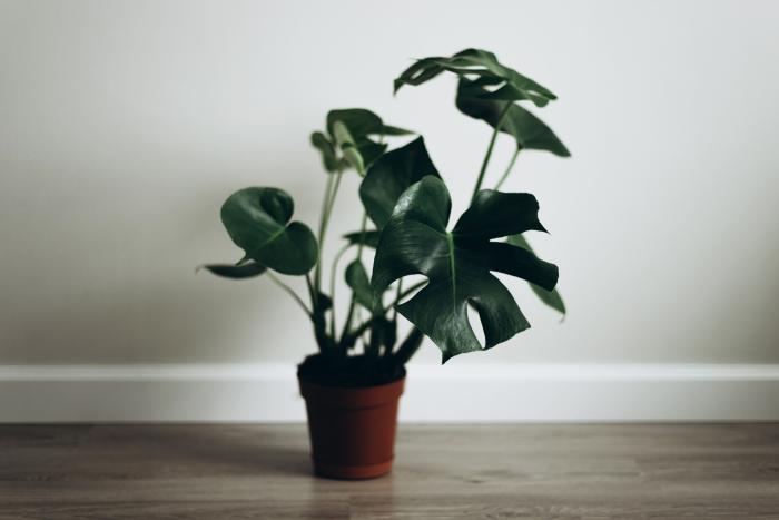 Todas estas plantas son tóxicas para perros