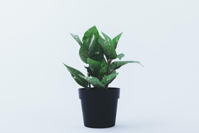 Todas estas plantas son tóxicas para perros