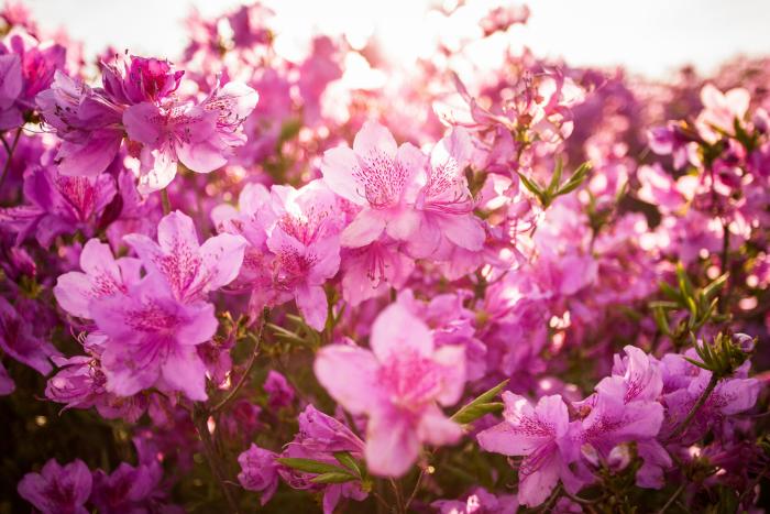 Todas estas plantas son tóxicas para perros