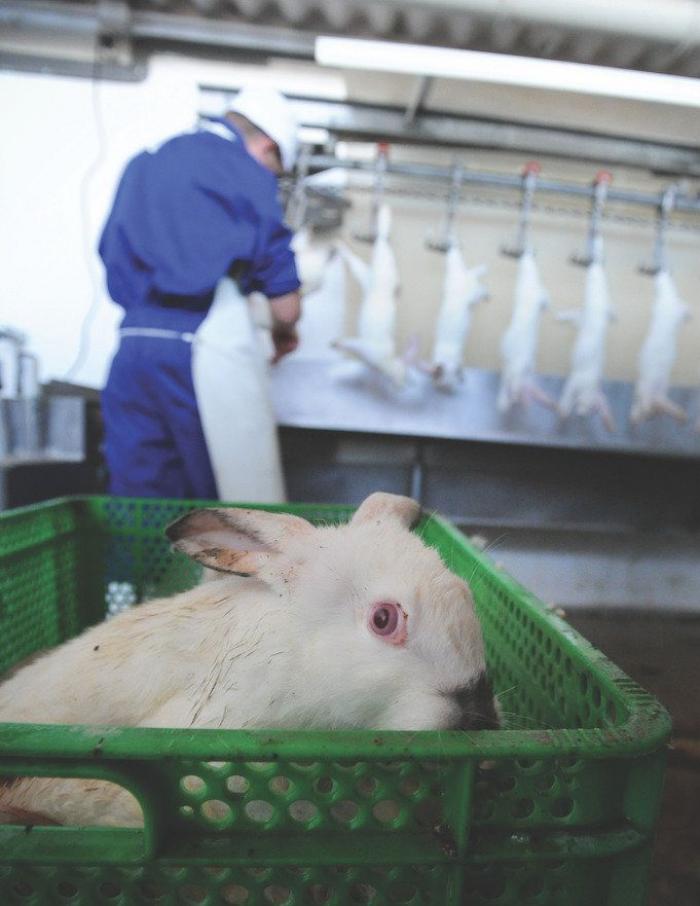 La Comisión Europea da un aviso a España por defectos en la protección de los animales de laboratorio