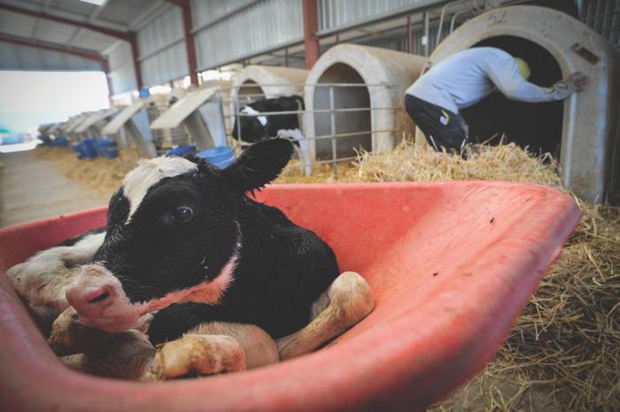 La Comisión Europea da un aviso a España por defectos en la protección de los animales de laboratorio