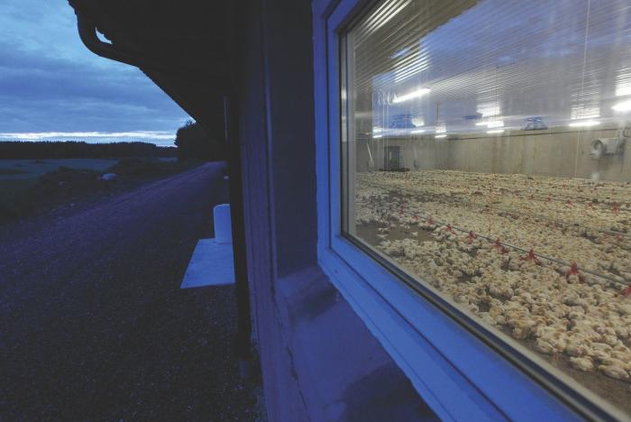 La Comisión Europea da un aviso a España por defectos en la protección de los animales de laboratorio