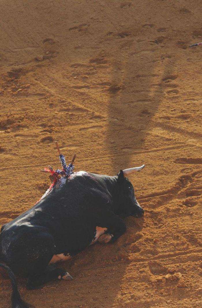 La Comisión Europea da un aviso a España por defectos en la protección de los animales de laboratorio