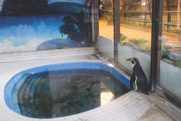 La Comisión Europea da un aviso a España por defectos en la protección de los animales de laboratorio