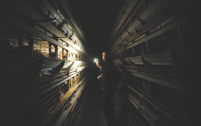 La Comisión Europea da un aviso a España por defectos en la protección de los animales de laboratorio