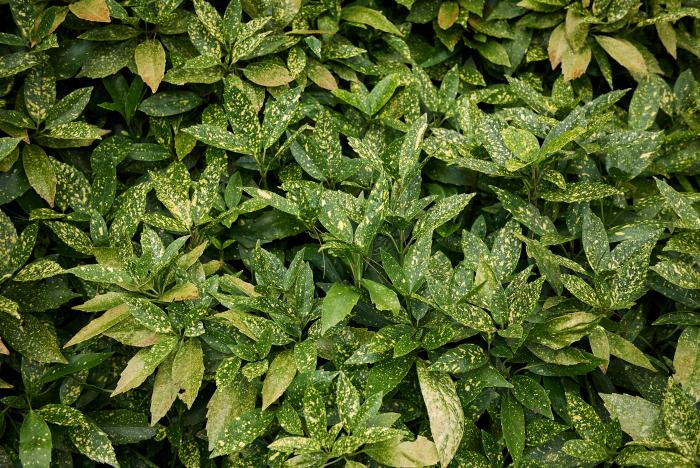 Todas estas plantas son tóxicas para perros