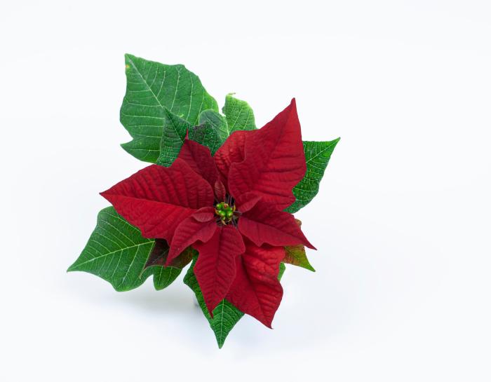 Todas estas plantas son tóxicas para perros