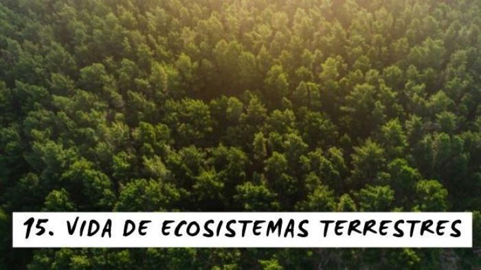 Esta auténtica fantasía hace que todo el mundo hable de Sabadell en Twitter