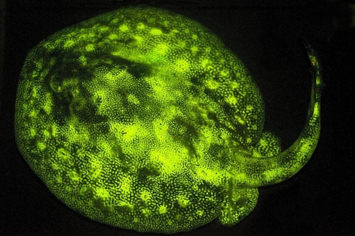 Así se observa desde el aire la bolsa anóxica que está matando a los peces en el Mar Menor