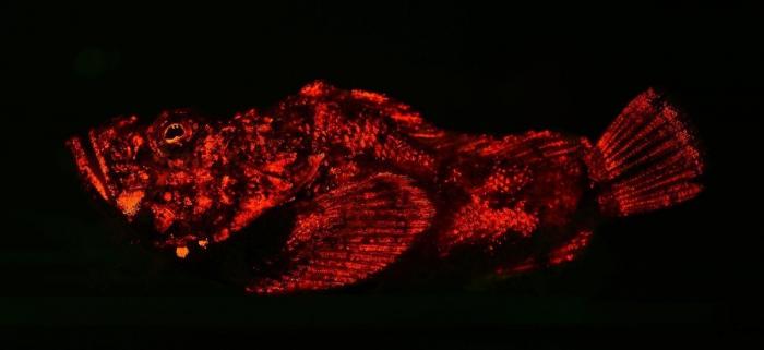 Así se observa desde el aire la bolsa anóxica que está matando a los peces en el Mar Menor