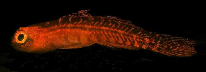 Así se observa desde el aire la bolsa anóxica que está matando a los peces en el Mar Menor