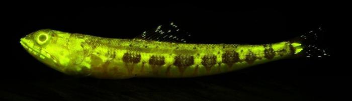 Así se observa desde el aire la bolsa anóxica que está matando a los peces en el Mar Menor